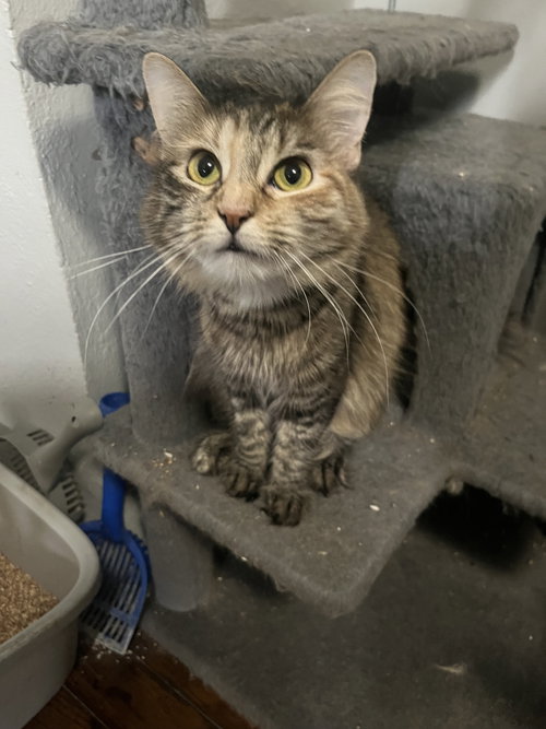 Cinnamon G, a cat for adoption from Trenton Cats Rescue