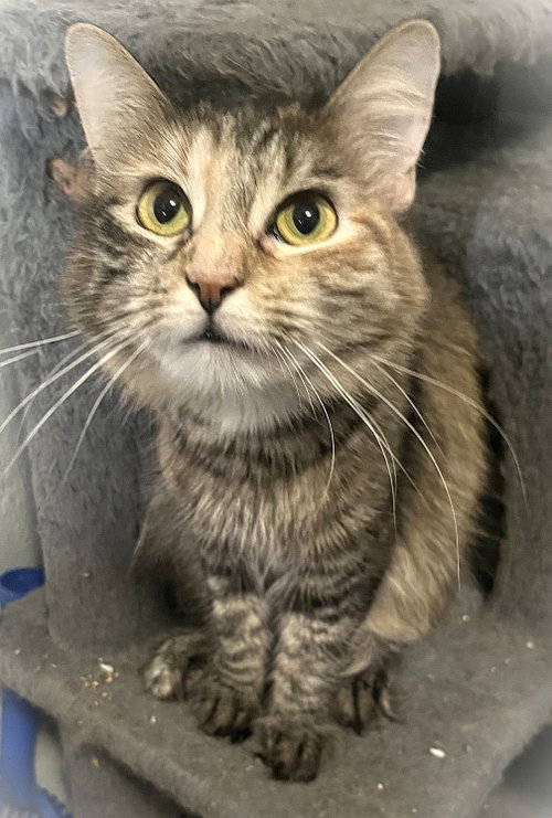 Cinnamon G, Domestic Medium Hair (medium coat)