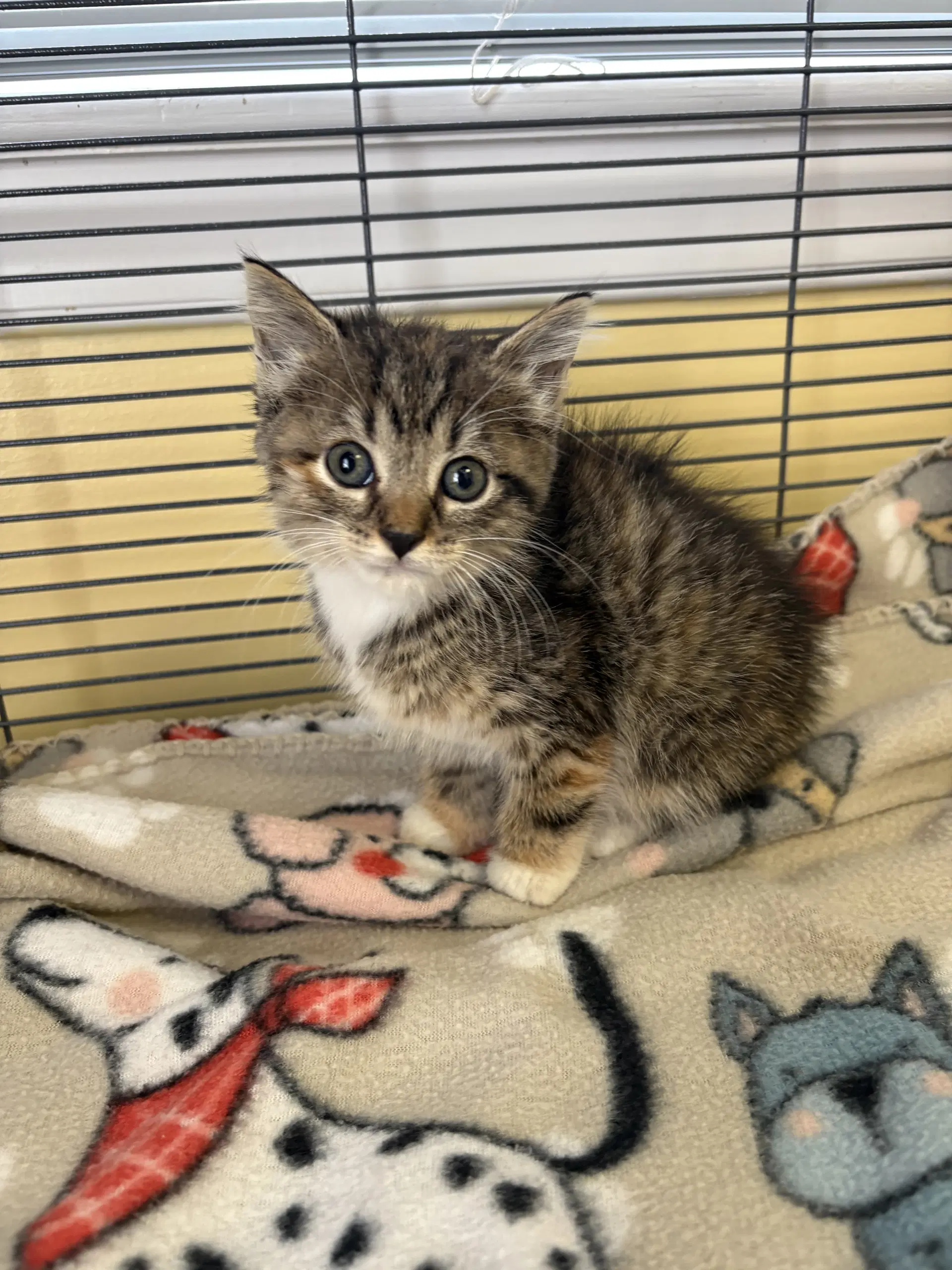 Dollywood - Domestic Short Hair