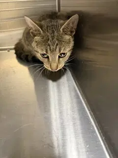 Liberty Tas - Domestic Short Hair