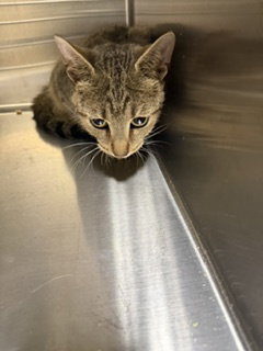 Liberty (TAS), Domestic Short Hair (short coat)