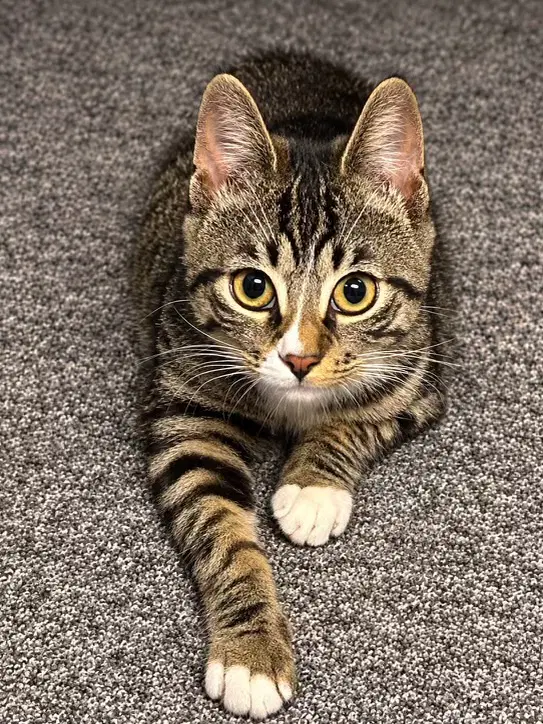 Maizy - Domestic Short Hair
