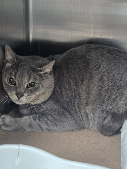 Hemp (TAS), Domestic Short Hair (short coat)