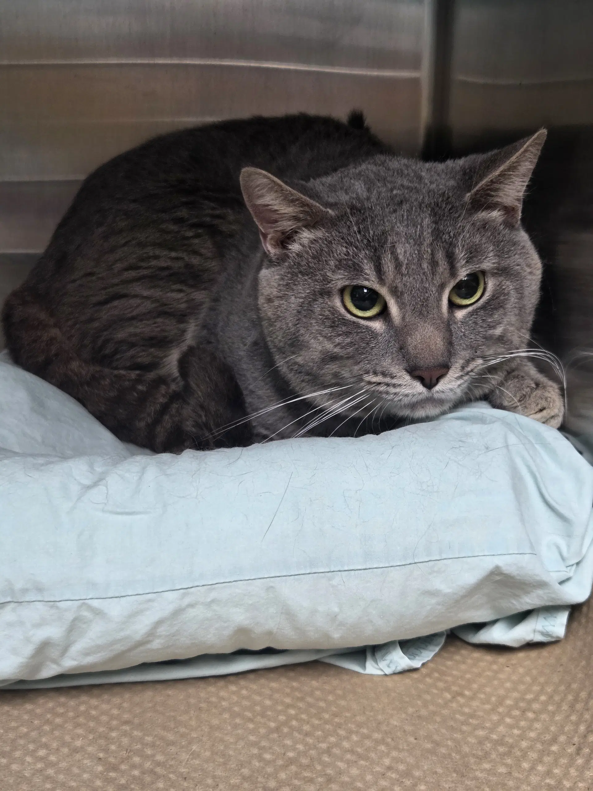 Haze Tas - Domestic Short Hair