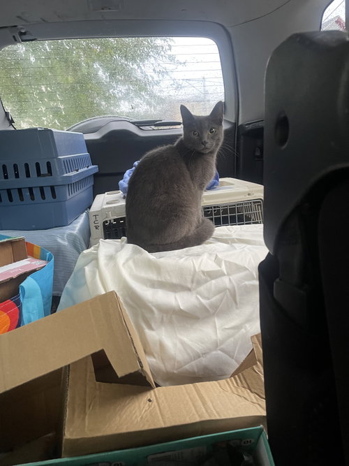 Amore Mia, a cat for adoption from Trenton Cats Rescue