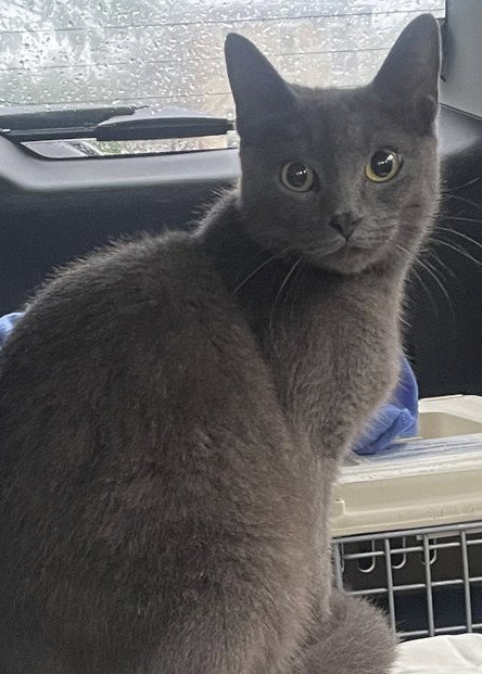 Amore Mia, Domestic Short Hair (short coat)