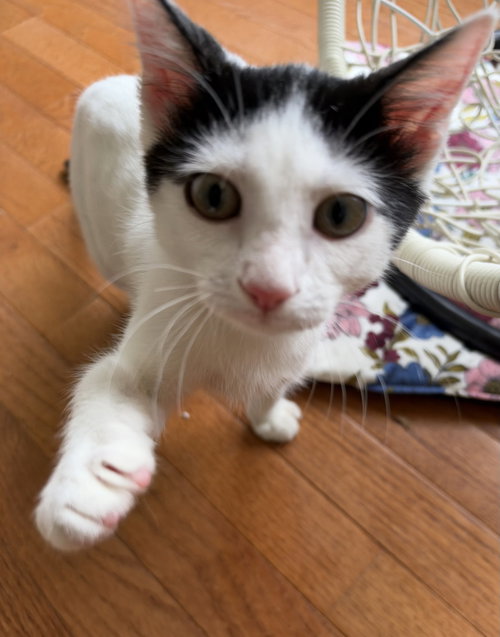 Paeonia, a cat for adoption from Trenton Cats Rescue