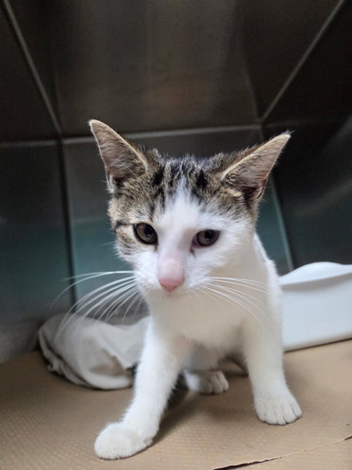 Annie Lee (TAS), Domestic Short Hair (short coat)