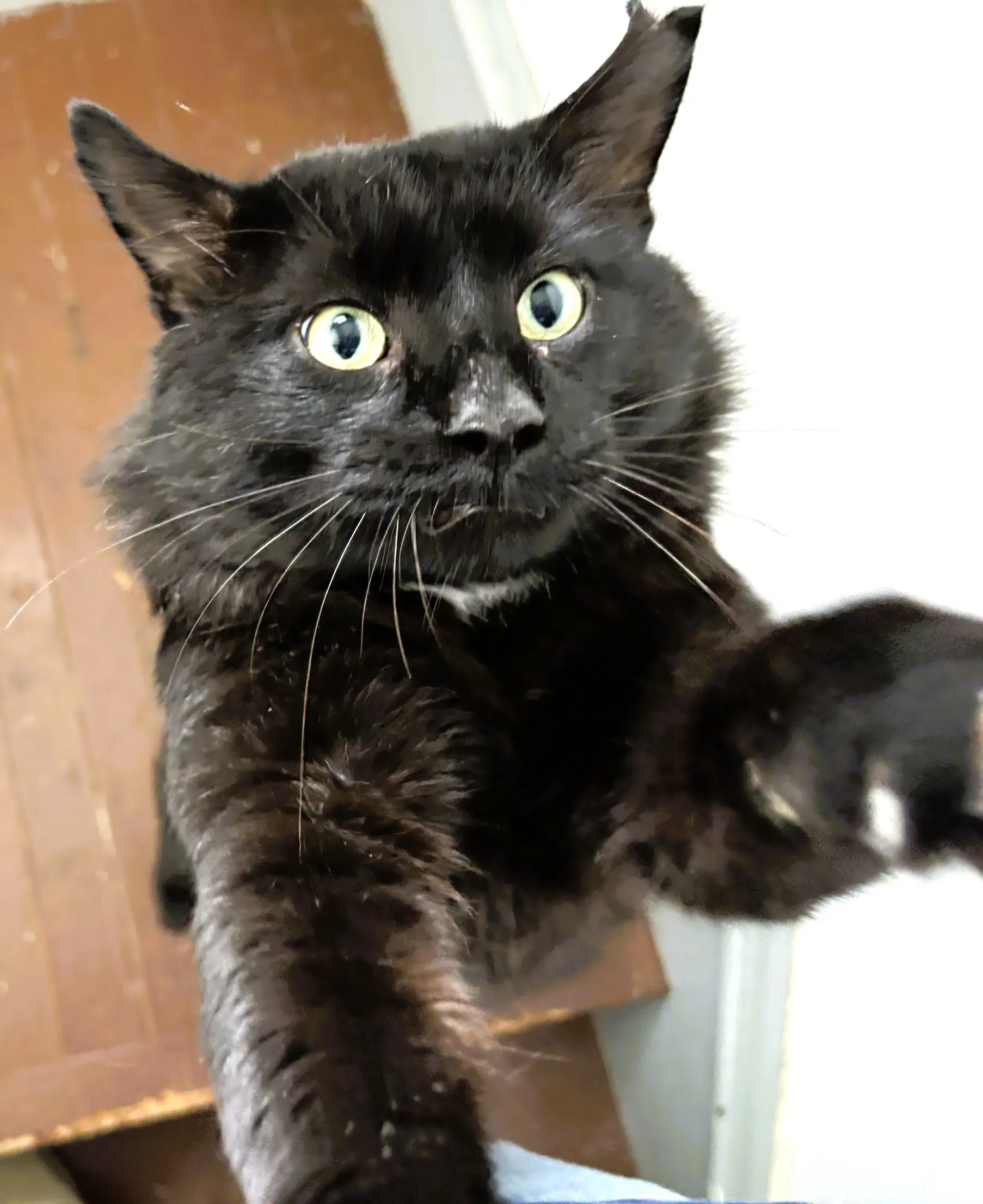 Nigel Fisher - Domestic Medium Hair