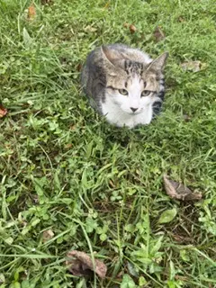 Bloom Tas - Domestic Short Hair