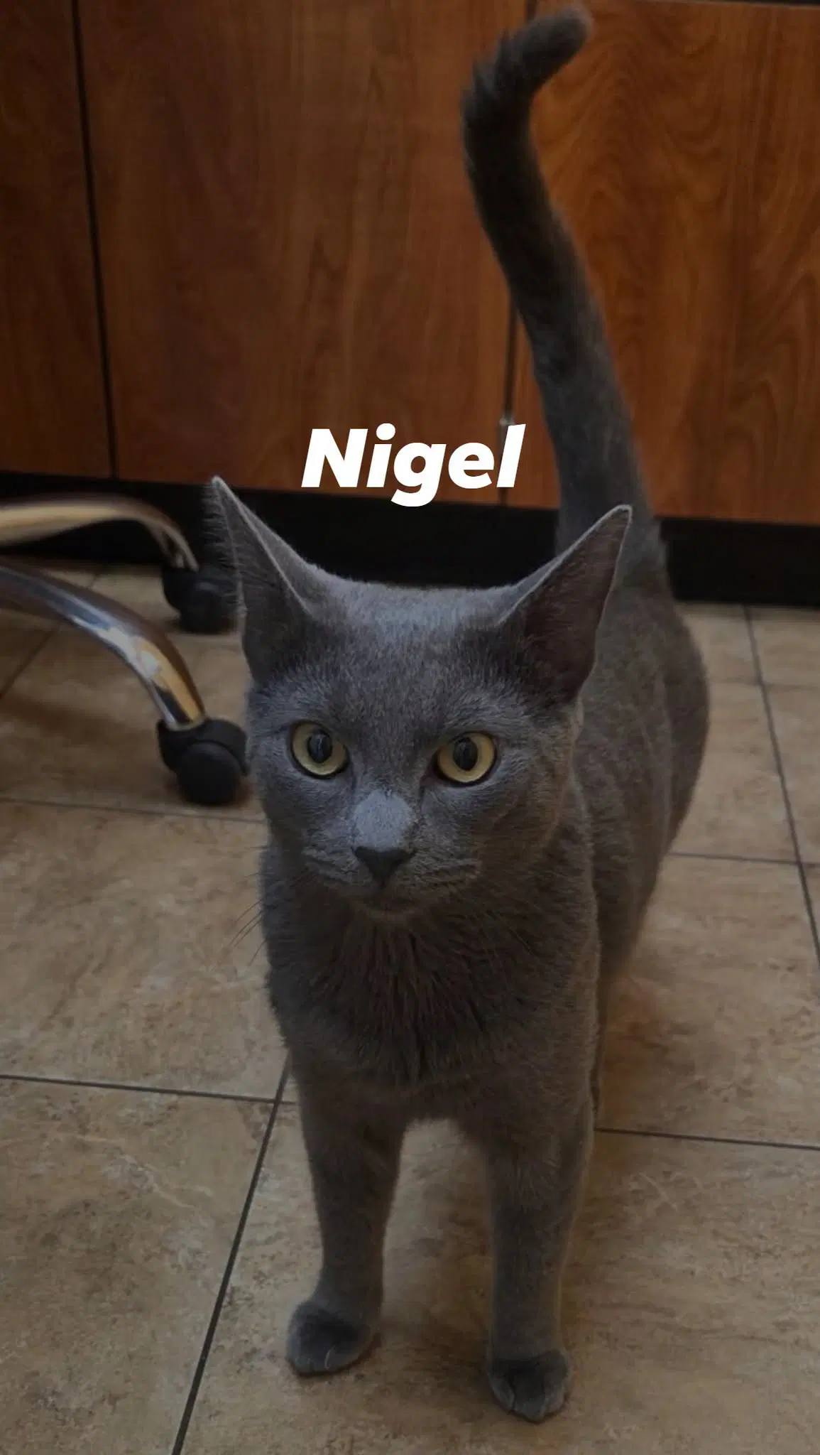 Nigel - Domestic Short Hair