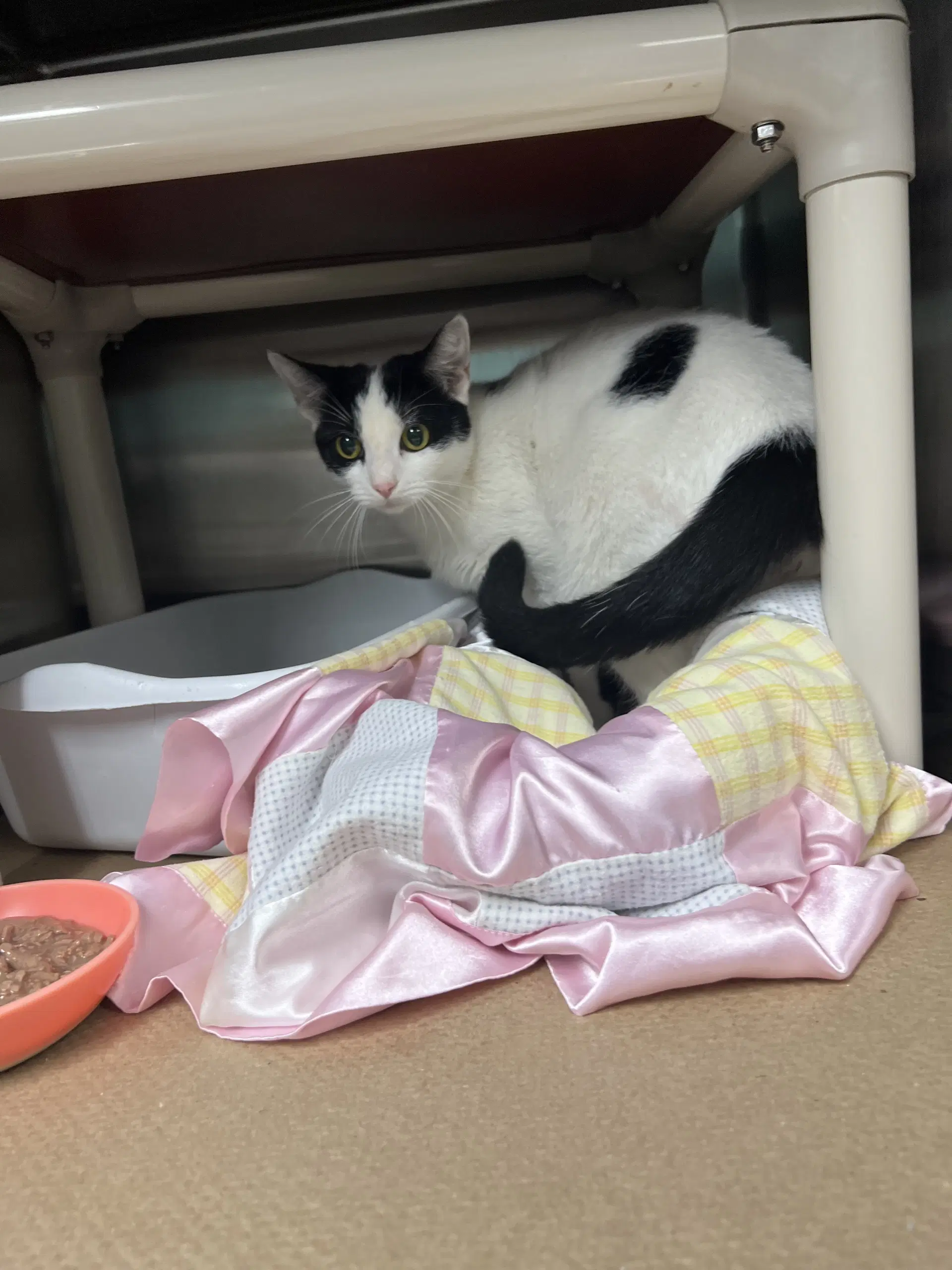 Flower Tas - Domestic Short Hair