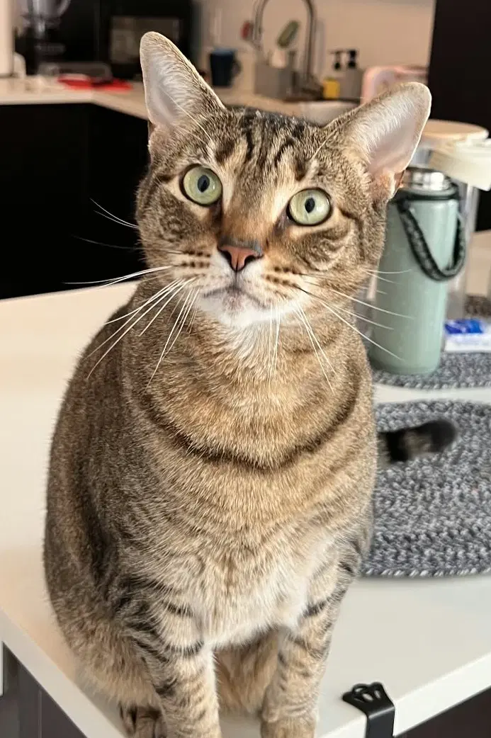 Julep - Domestic Short Hair
