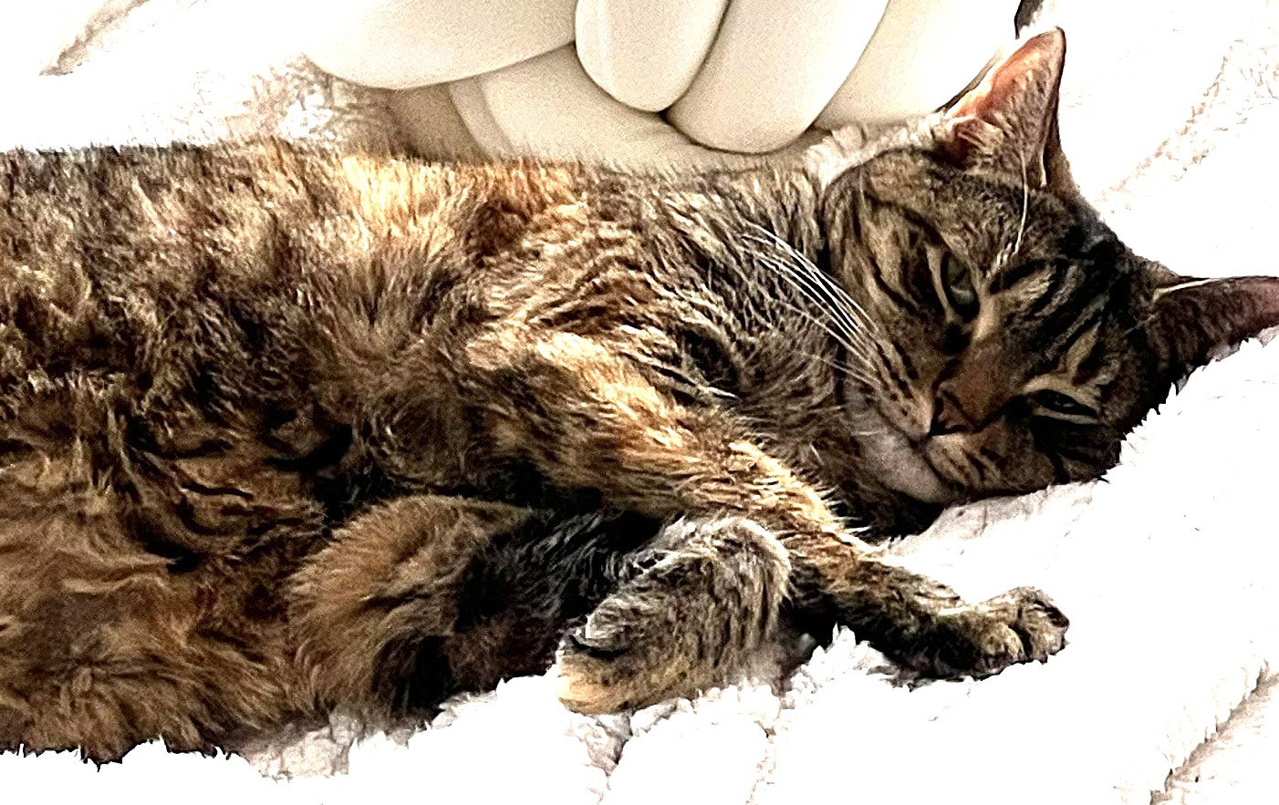Julep, photo 2
