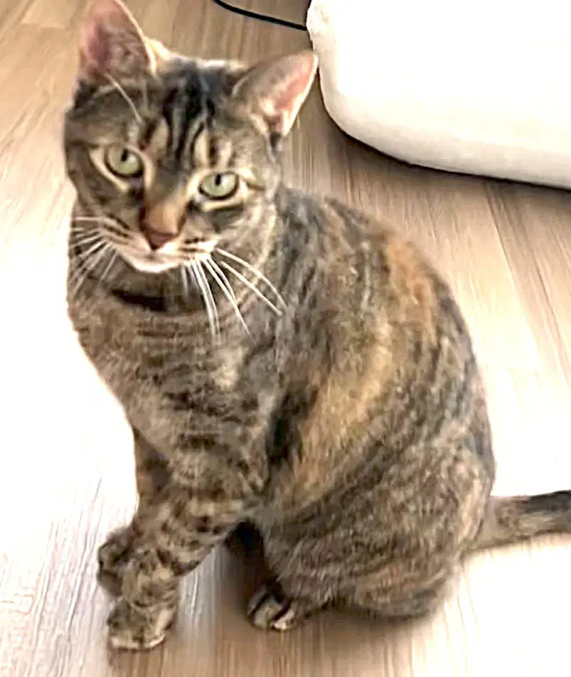 Midori - Domestic Short Hair