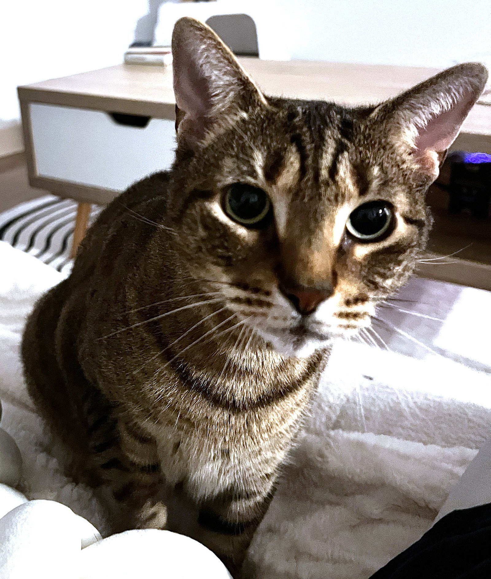 Midori, photo 3