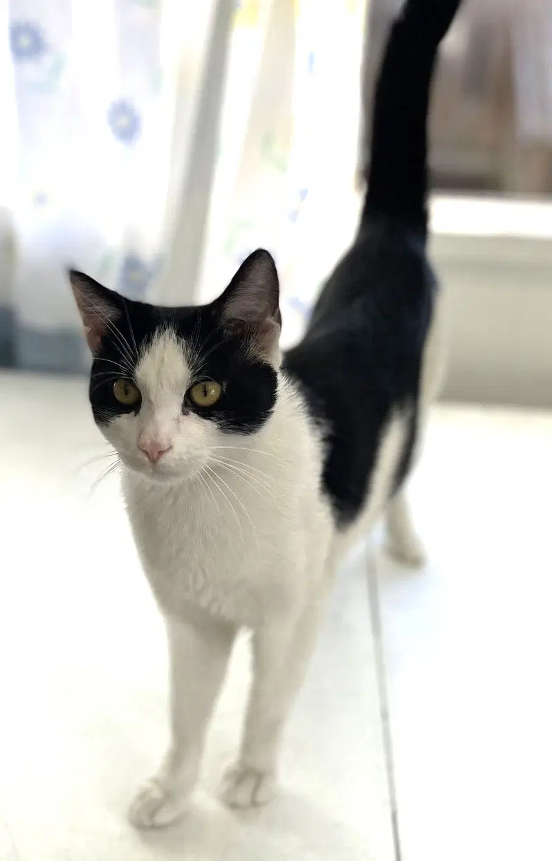 West Darin - Domestic Short Hair