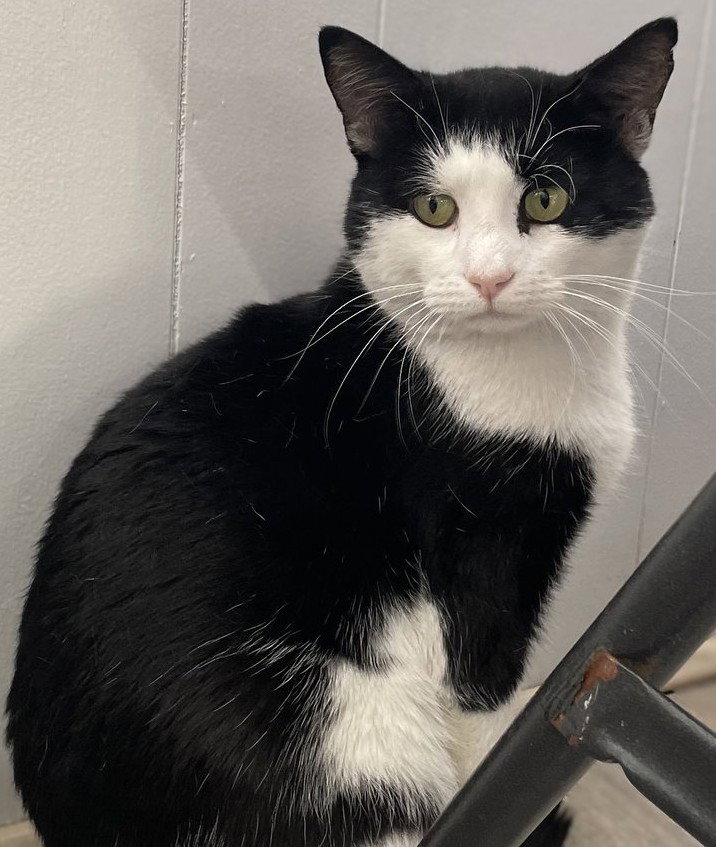 Clarendon FIV+