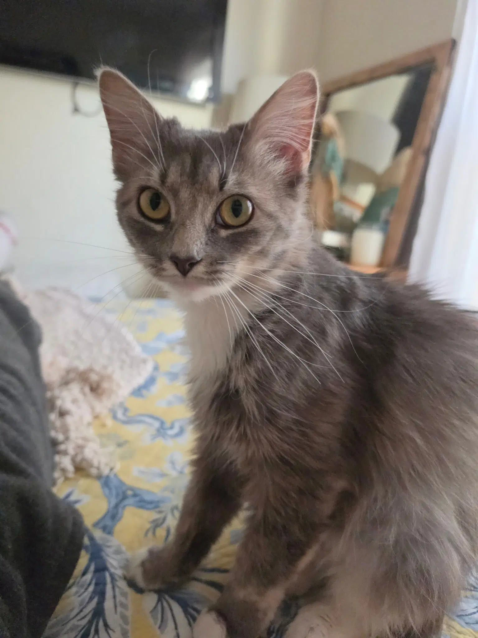 Molly A - Domestic Short Hair