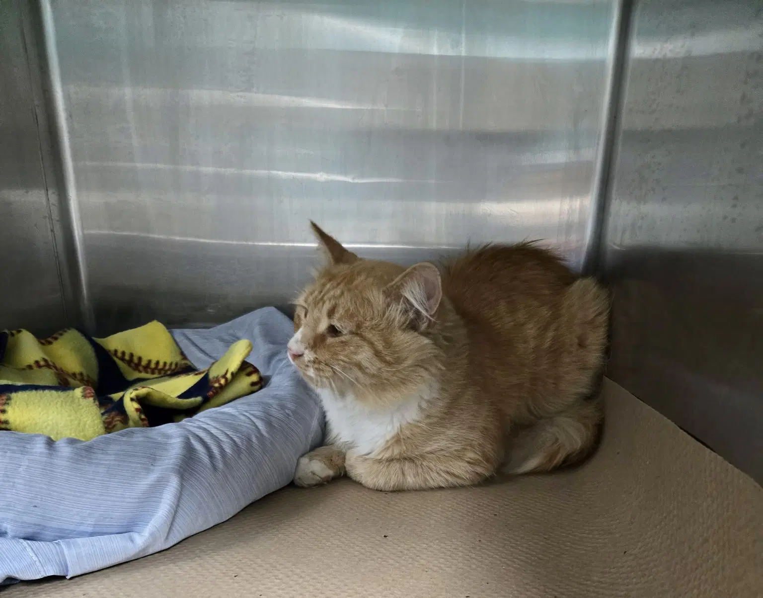 Waffles Tas - Domestic Short Hair