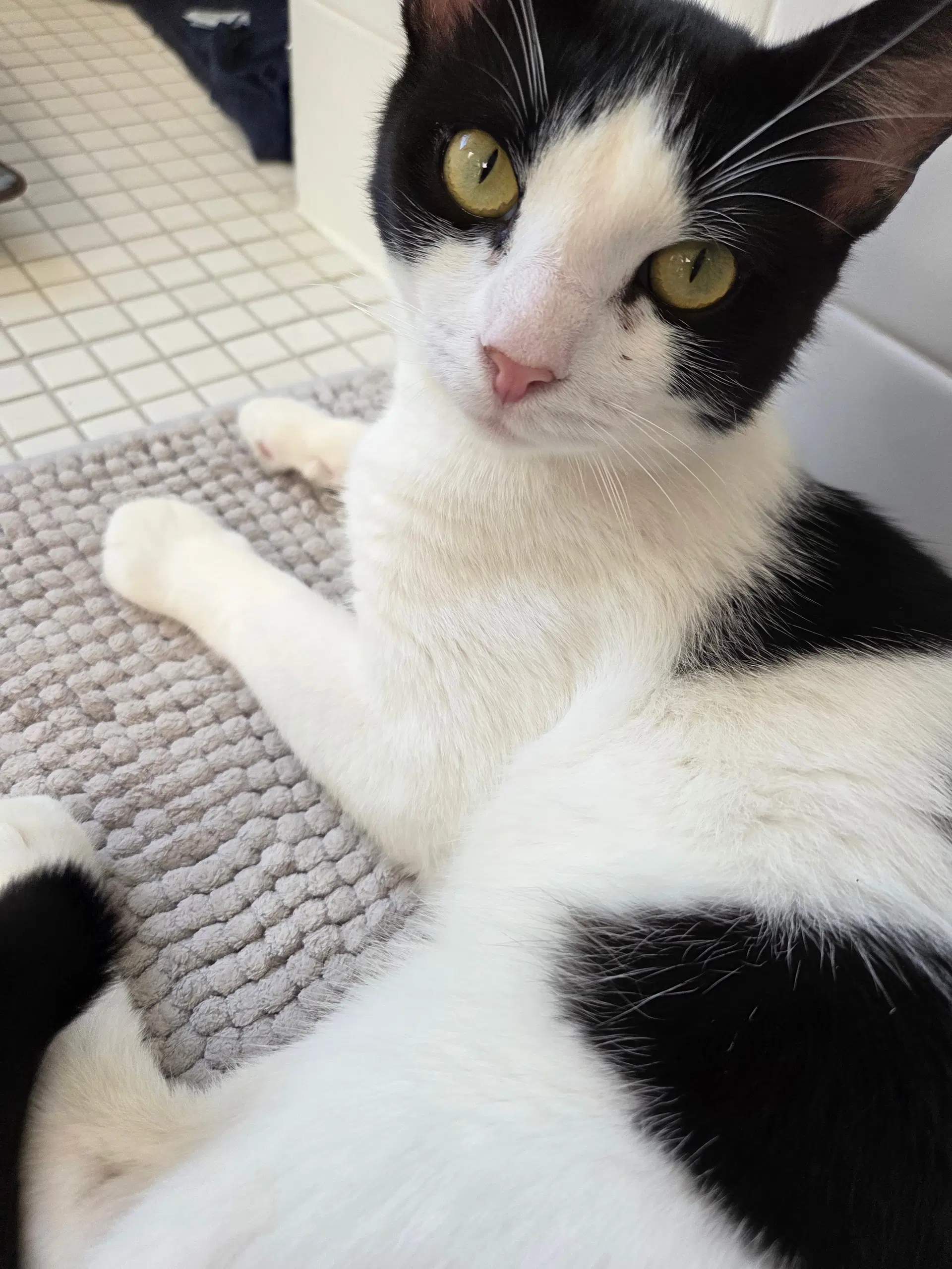 Jaspurr - Domestic Short Hair