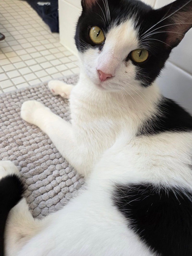 Jaspurr, an adult male cat up for adoption