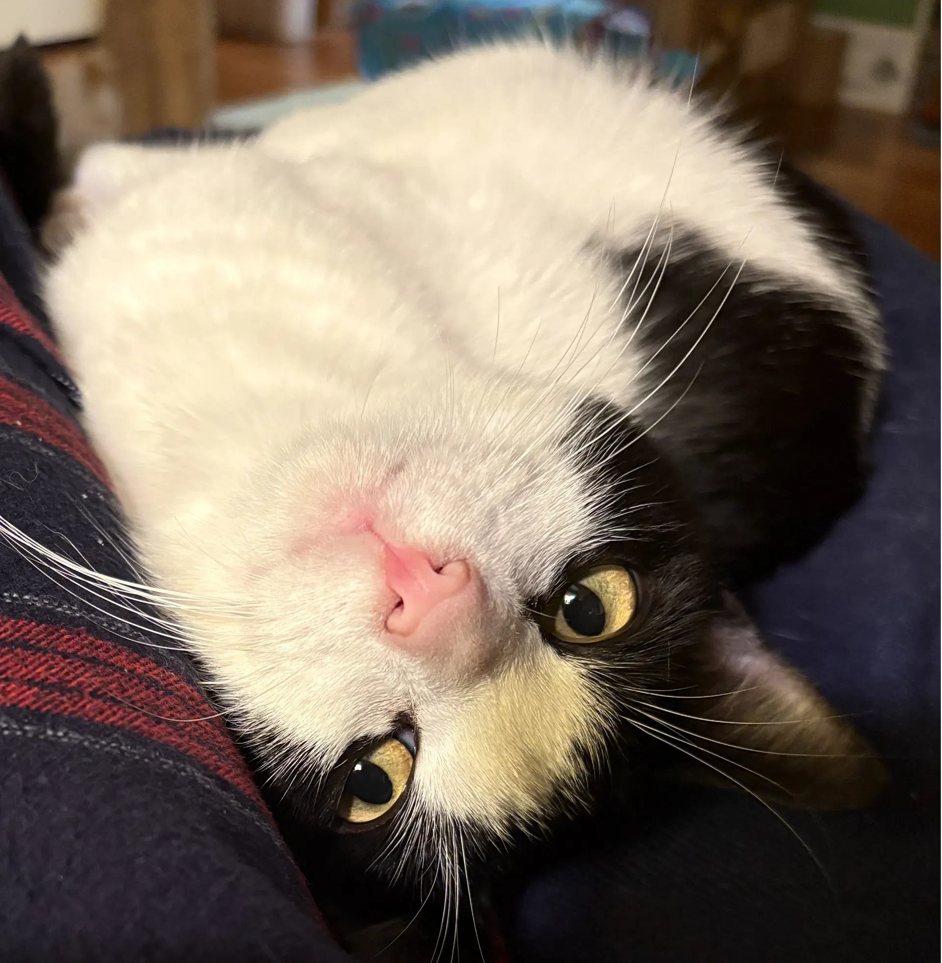 Jaspurr image 2