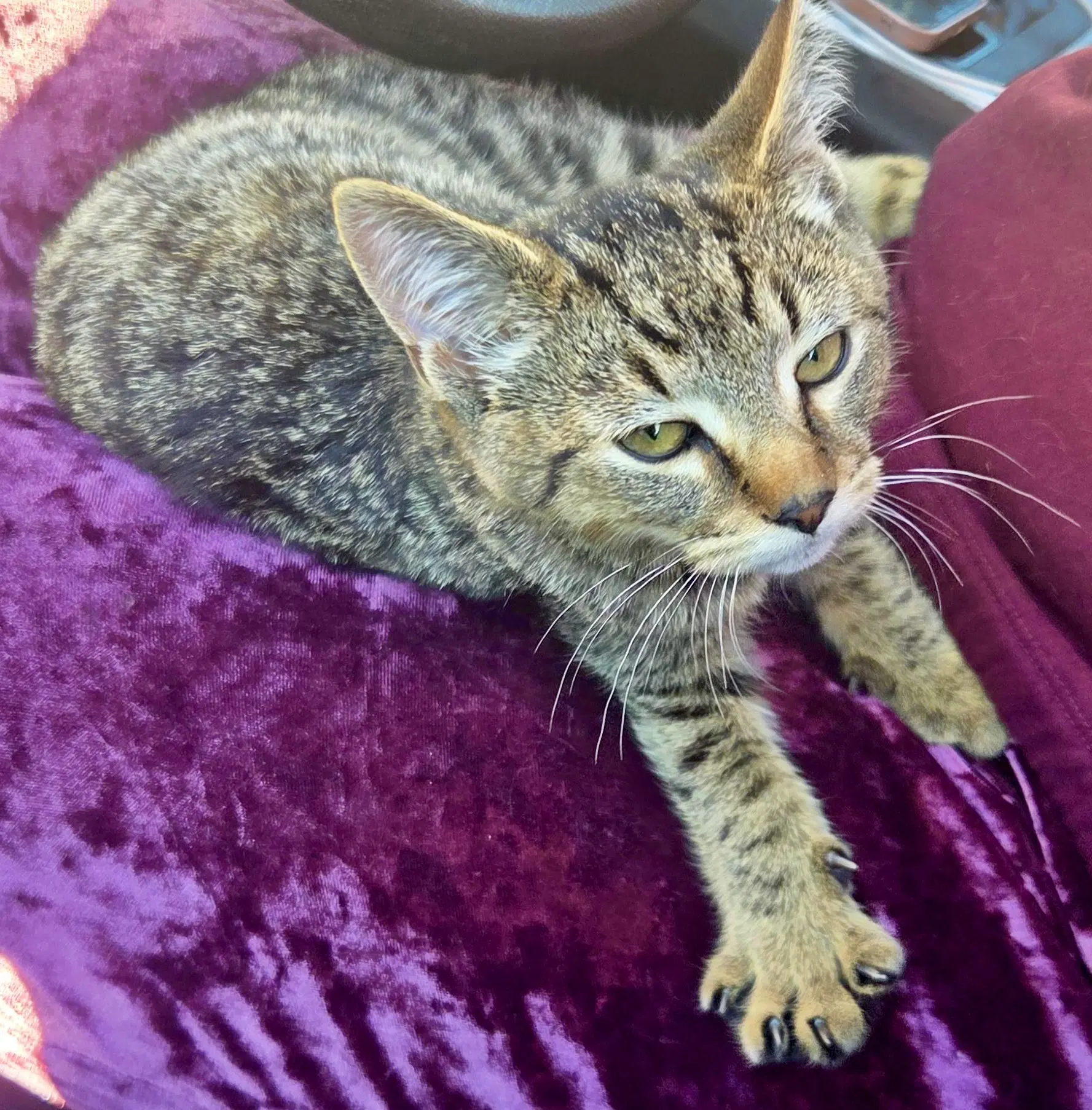 Jarvis Tas - Domestic Short Hair