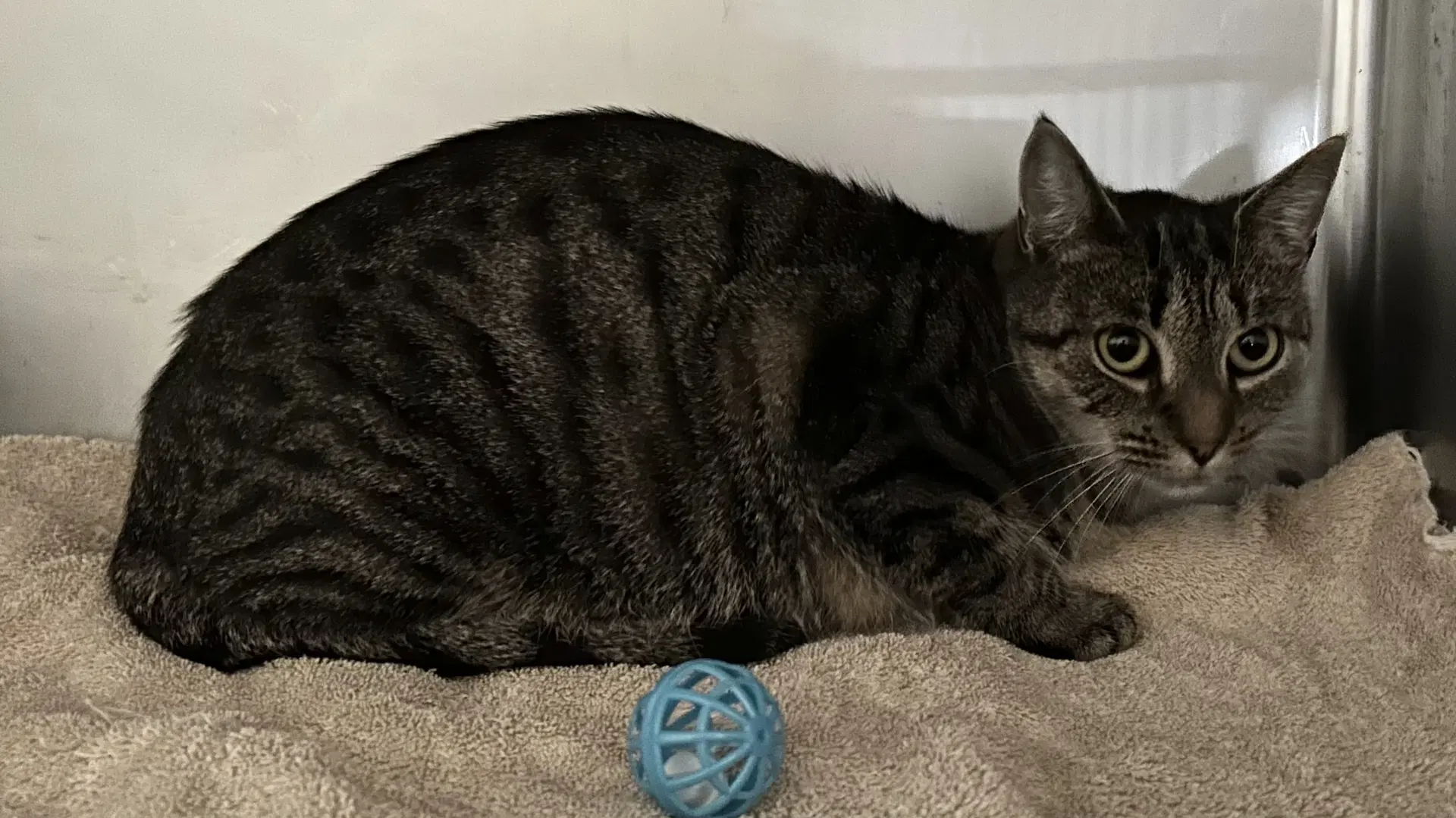 Mystie - Domestic Short Hair