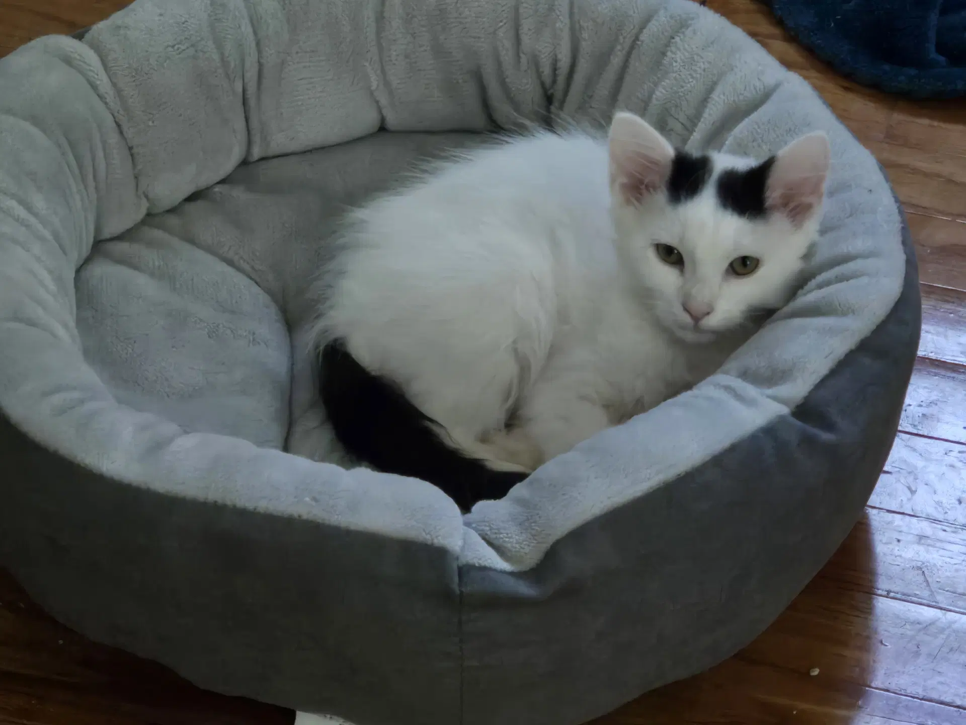 Oscar Wilde - Domestic Medium Hair
