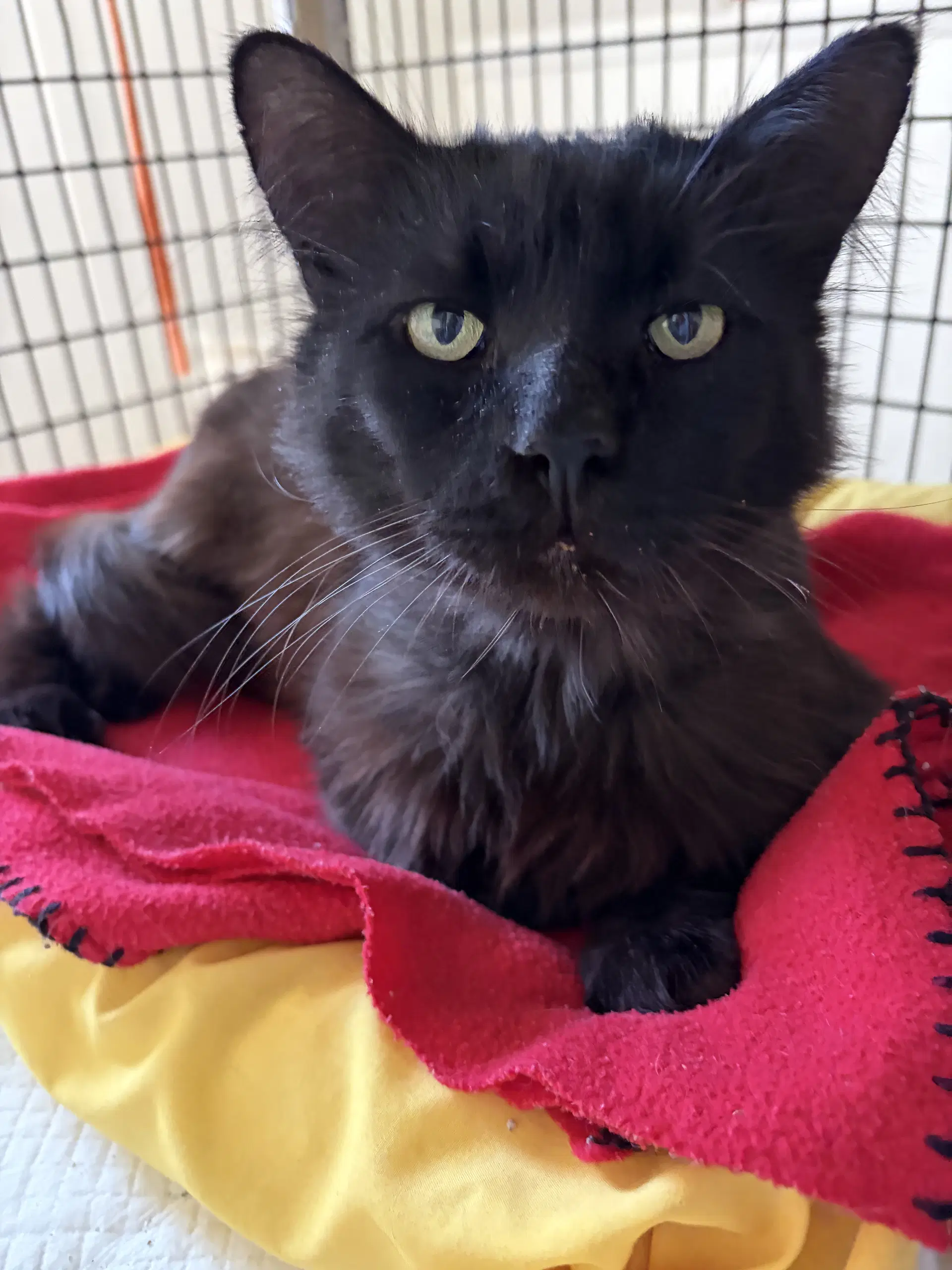Binxie - Domestic Medium Hair