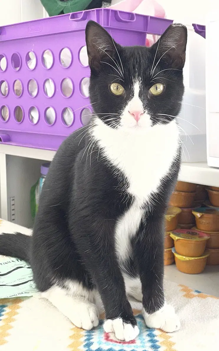 Terran - Domestic Short Hair