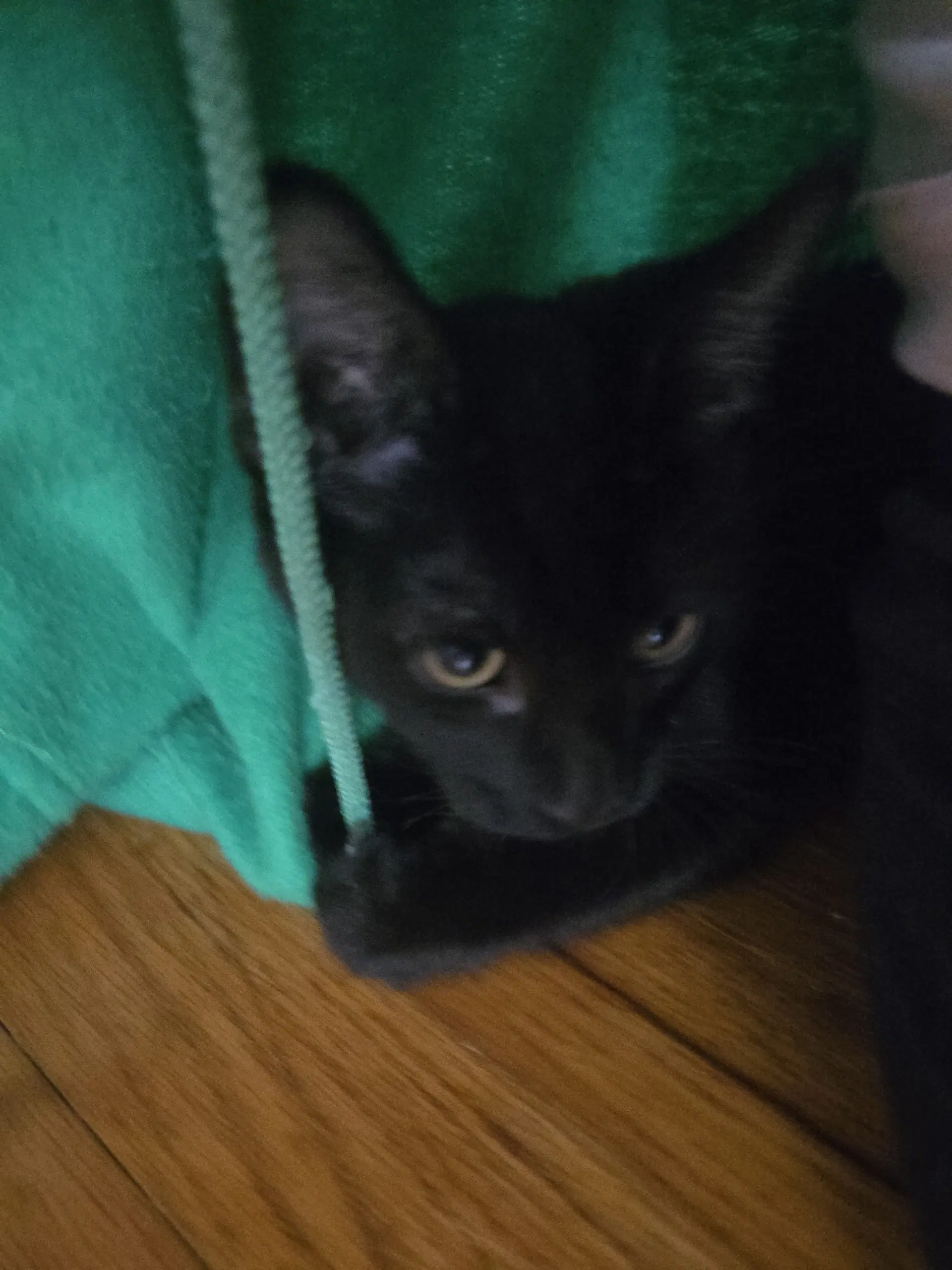 Stephen King - Domestic Short Hair