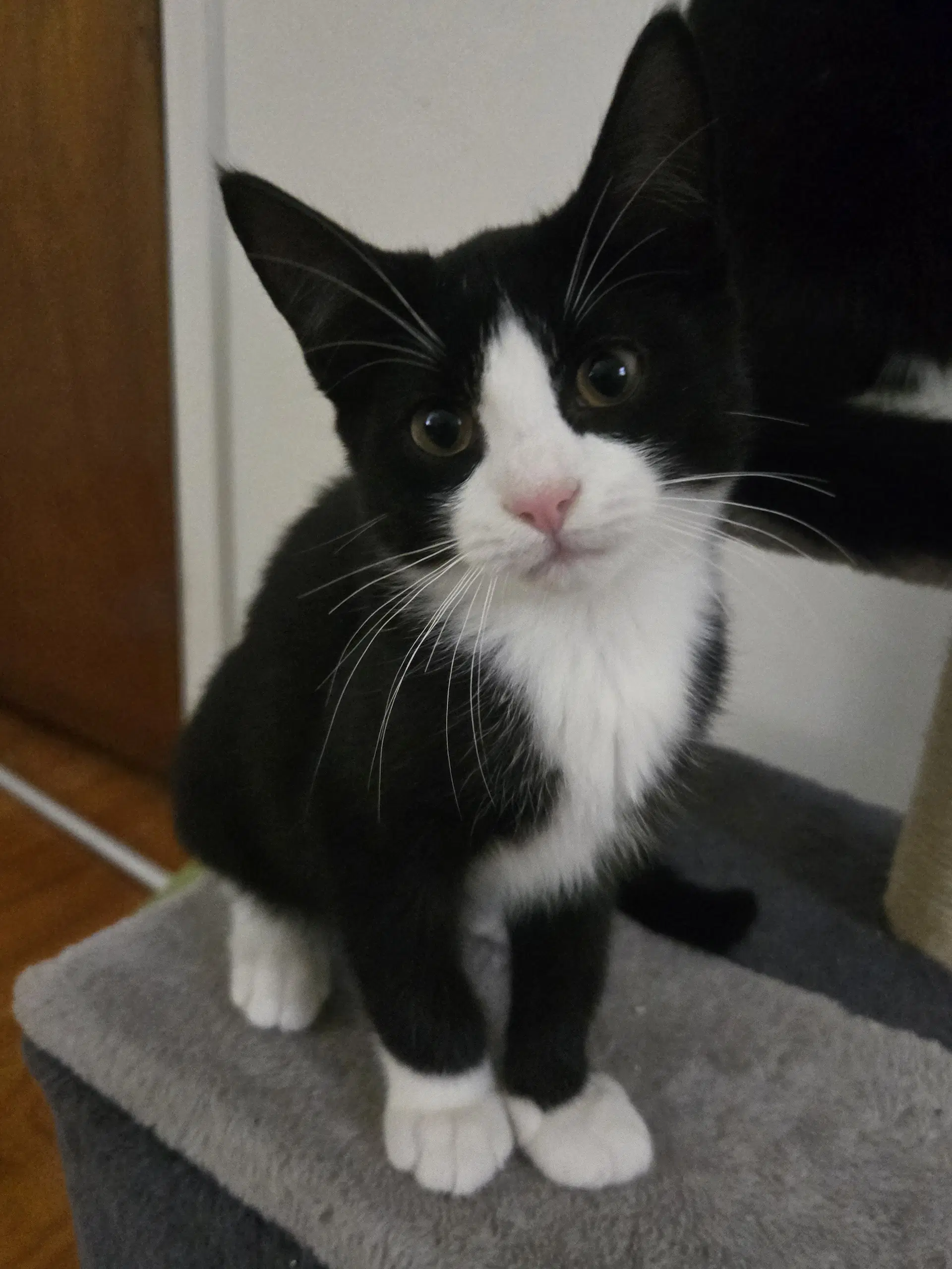 John Grisham - Domestic Short Hair