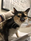 adoptable Cat in Long Beach, CA named *COSMO RENEE