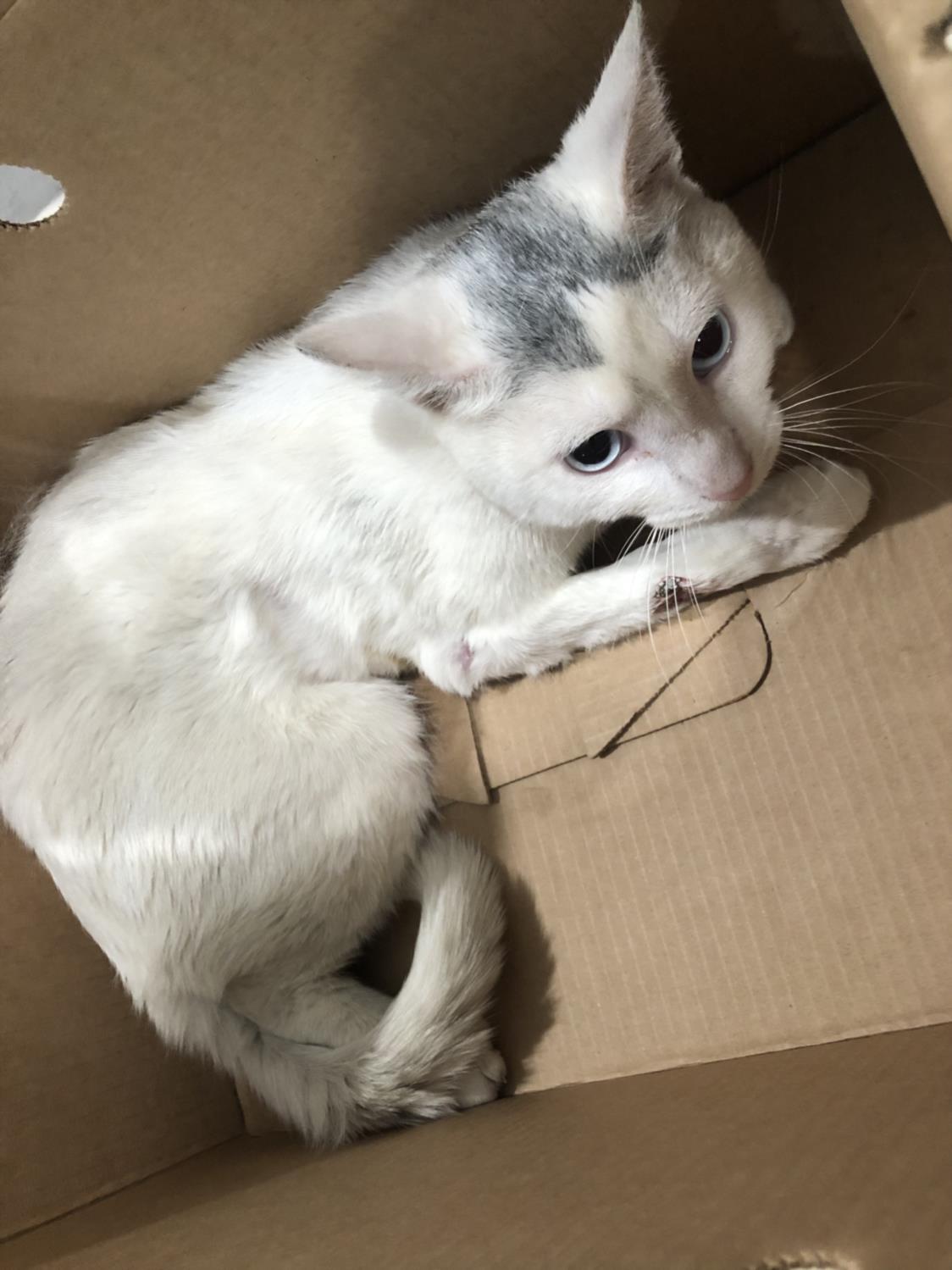 adoptable Cat in Long Beach, CA named *MELO