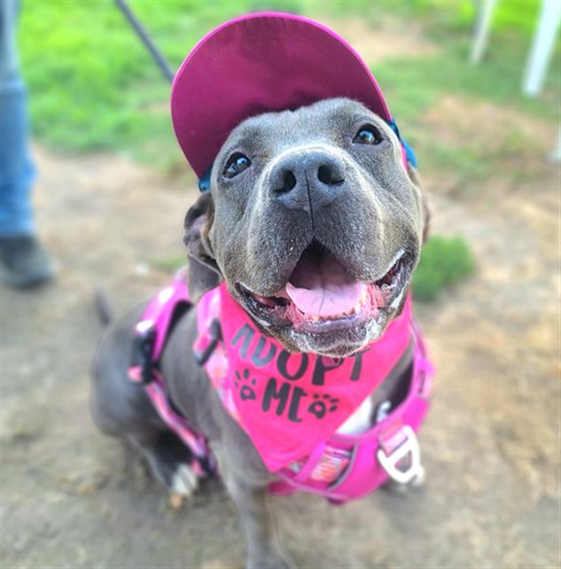 adoptable Dog in Long Beach, CA named *CAESER