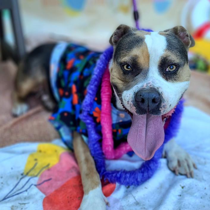 adoptable Dog in Long Beach, CA named *PEACHES