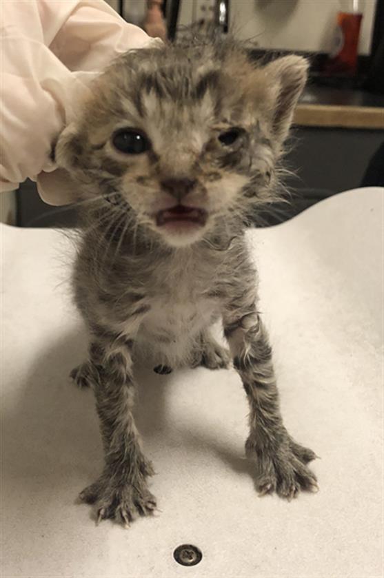 adoptable Cat in Long Beach, CA named *POP