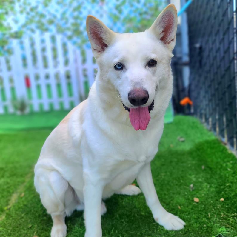 adoptable Dog in Long Beach, CA named *LUCAS