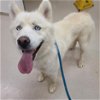 adoptable Dog in  named OSO