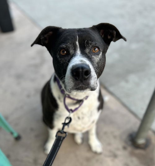 picture of the dog needing adoption