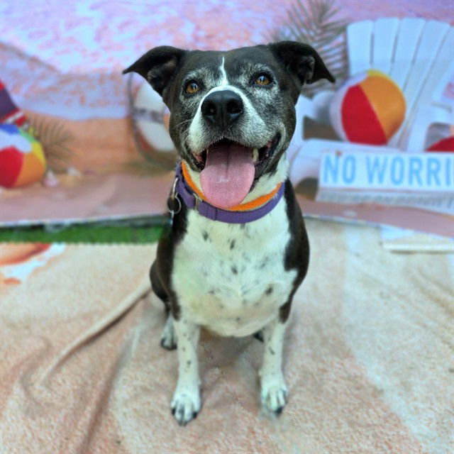 adoptable Dog in Long Beach, CA named *ZOEY