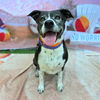 adoptable Dog in Long Beach, CA named *ZOEY