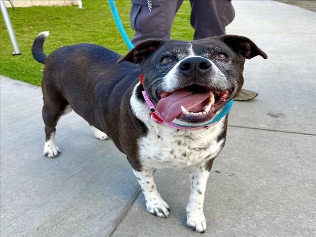 adoptable Dog in Long Beach, CA named *ZOEY