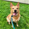 adoptable Dog in  named *FETCH