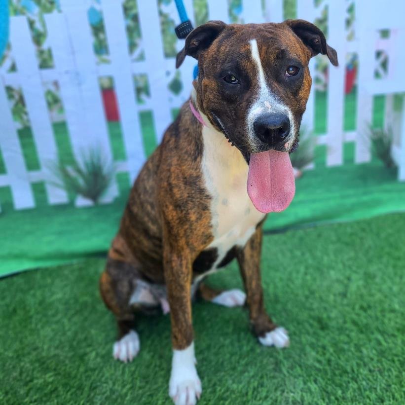 adoptable Dog in Long Beach, CA named *CALI