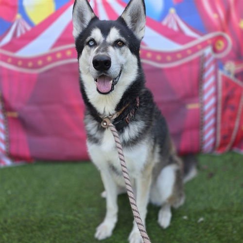 picture of the dog needing adoption