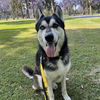 adoptable Dog in Long Beach, CA named *MAYFIELD