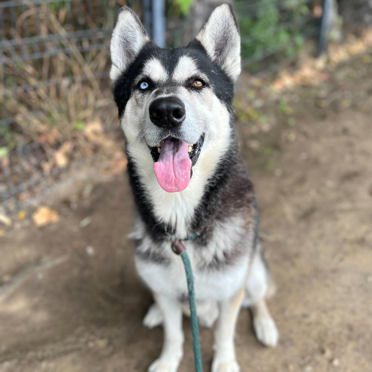 adoptable Dog in Long Beach, CA named *MAYFIELD